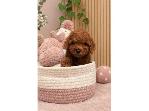 Orjinal belgeli evimizden toy poodle wc eğitimli