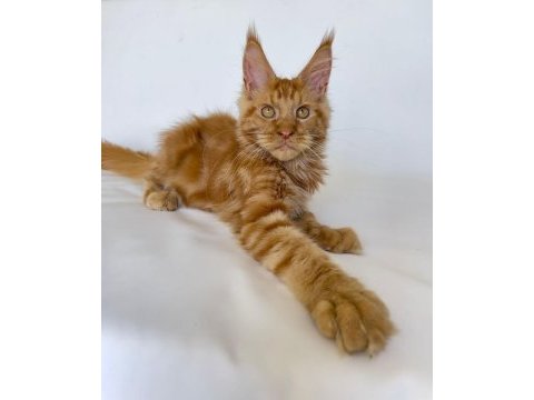 Safkan xl mainecoon red 
