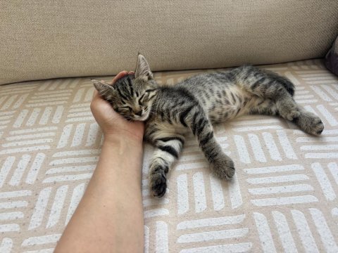3 aylık tekir kedi sahiplendirilecek