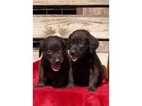 Labrador yavrularımız ruhsatlı çiftliğimizden