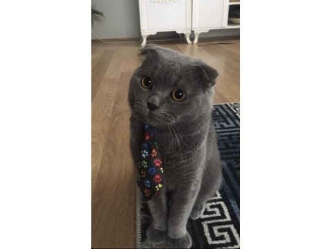 Oğluma british shorthair eş arıyorum