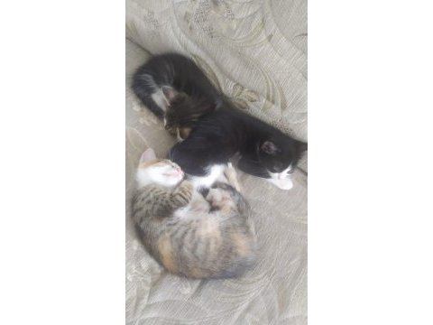 Ücretsiz 4 adet yavru kedi