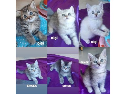 British shorthair erkek dişi bebekler
