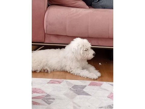 7 aylık aşıları tam cipli dişi maltipoo