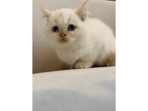 Güzellik abidesi persian dişiler