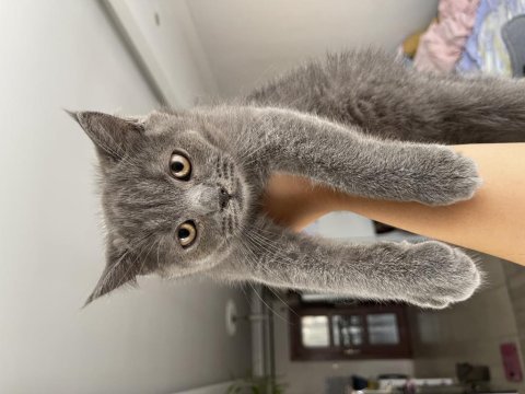 3 aylık british erkek kedi