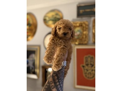 Orjinal toy poodle ırk garantili