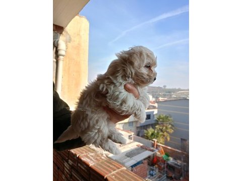 A kalite maltipoo yavrular