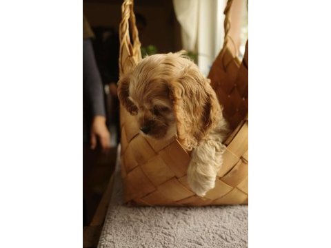 Amerikan cocker köpeklerimiz gelip görerek alabilirsiniz