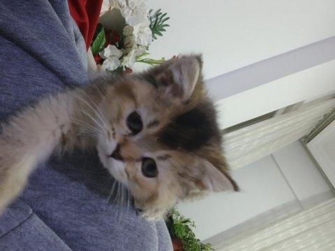 Yavru british shorthair