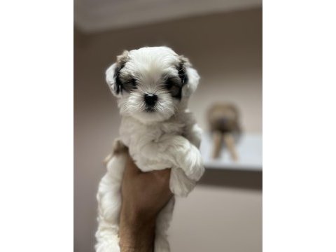 Maltese terrier yavrularımız için yuva aranıyor