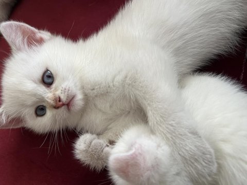 Safkan bebeklerim british shorthair