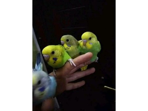 Evcil muhabbet kuşu yavrular