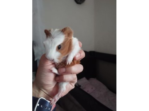 3 tane ginepig yavrusu