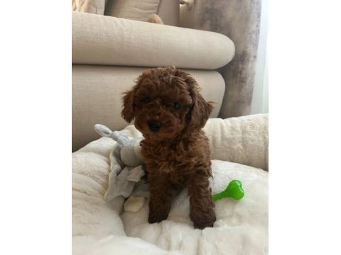 Toy poodle kendi yavrularımız uygun verilecek