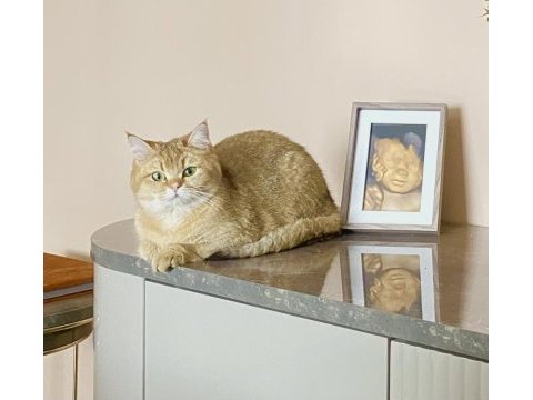 Dişi golden 9 aylık scottish straight ücretsiz sahiplendirme
