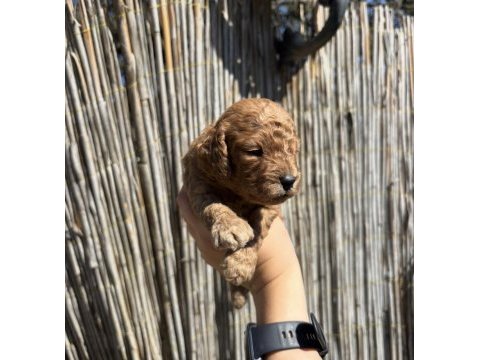 Toy poodle yavru yeni ailesini arıyor