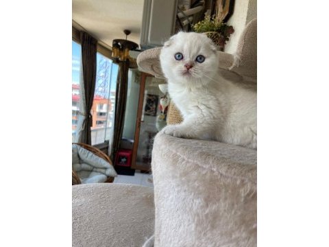Scottish fold yavruları