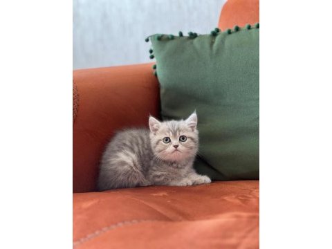 Sevimli surat british shorthair yavrum