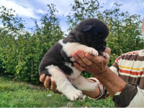 Amerikan akita yavrularımız yeni sahibini arıyor