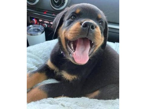 %100 orjinal rottweiler yavrular kredi kartı geçerlidir