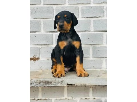 Profesyonel üretim çifliğinden doberman kapıda ödeme