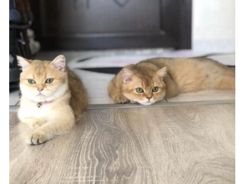 British golden longhair erkek