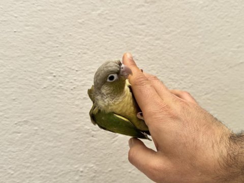 El besleme mamada rengarenk konur bebeklerimiz