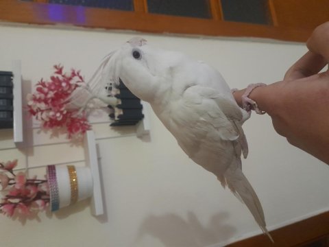 Sultan papağanı erkek wifi