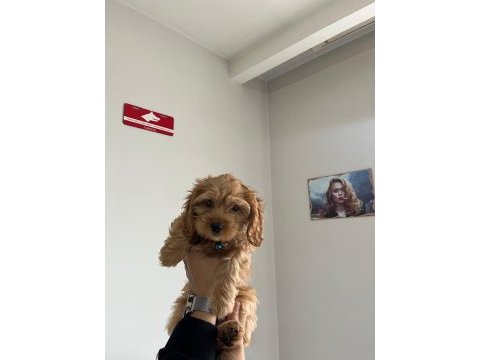 Minyatür maltipoo yavrumuz