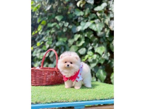 Orjinal pomeranian boo
