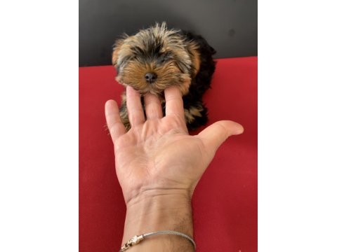 33 yıllık canptte teacup yorkshire terrier yavrular