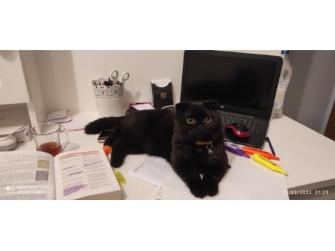 Bulunmaz renkte scottish fold 1 yaş nerooo
