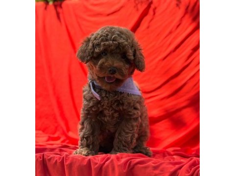 Gerçek tea cup teddy red brown poodle bebekler