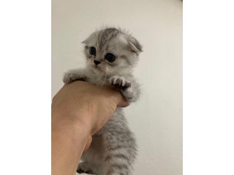 Teslime hazır 5 yavru 2 erkek 3 dişi scottish fold