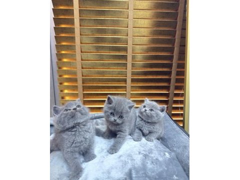 Safkan british shorthair bebekler