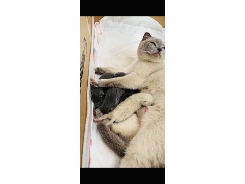 British ve scottish fold harika yavrular