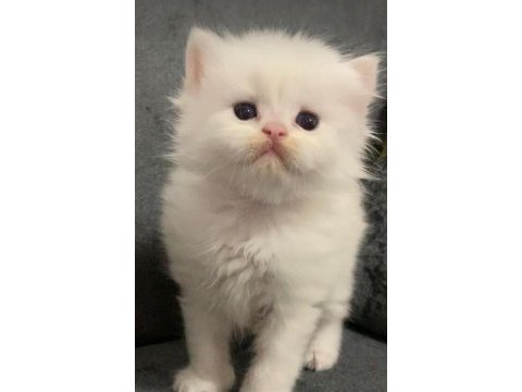 British longhair 35 günlük