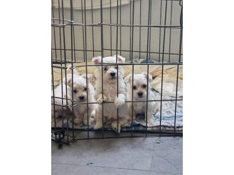 1.5 aylık %100 safkan maltese yavruları