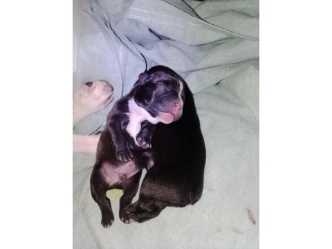 6 ayrı renk çeşitlerinde french bulldog kardeşler