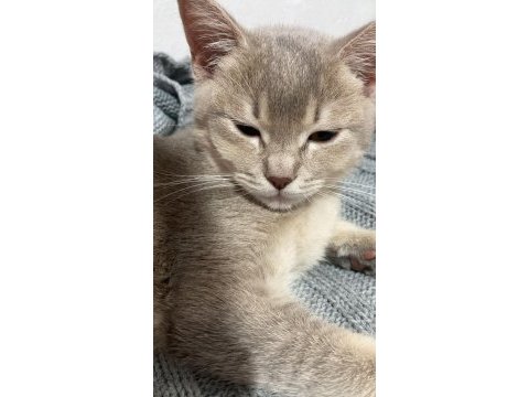 British shorthair yavrumuz yeni yuvasını bekliyor