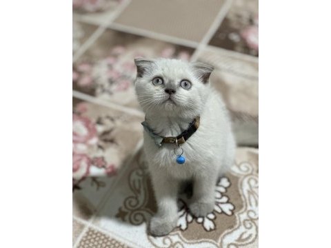 Safkan british shorthair