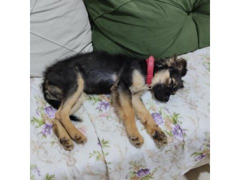 Çok sevecen ve sağlıklı pinscher
