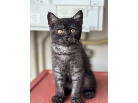 3 aylık erkek british shorthair
