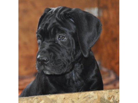 Kif / fci a scr belgeli sağlık ve ırk garantili cane corso
