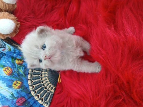Cinnemon bicolor çikolata ve fawn kardeş kediler