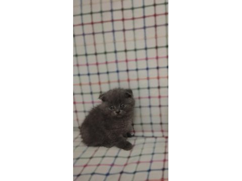Minik british shorthair bebelerimiz