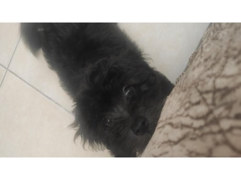 5 aylık çipli parazit ve karma aşıları tam morkie