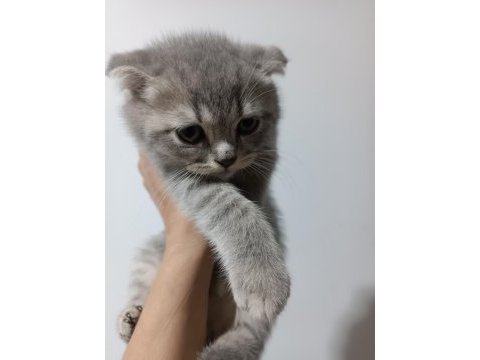 Scottish fold 2 aylık kedimiz