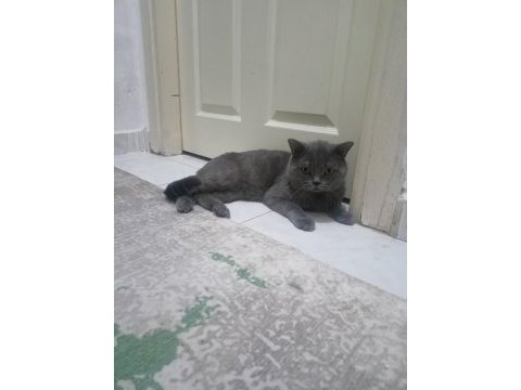 Biritis kedi